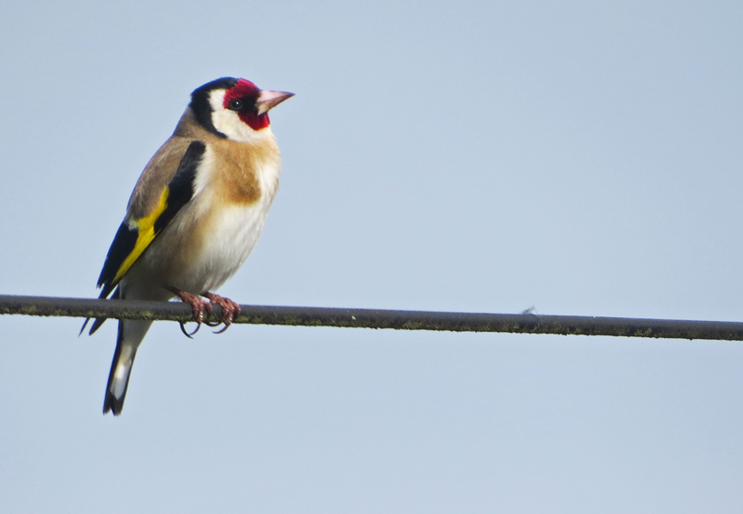 carduelis1