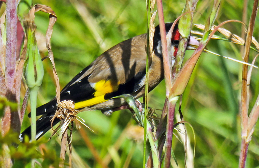 carduelis2