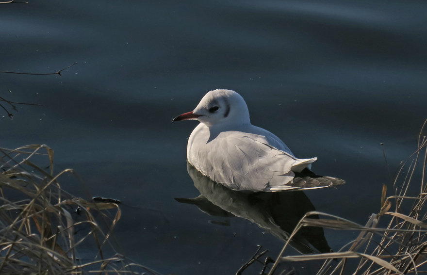 chroicocephalus1