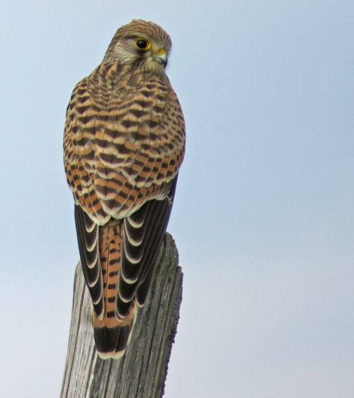 falco3