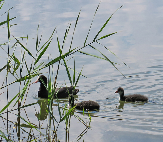 fulica1