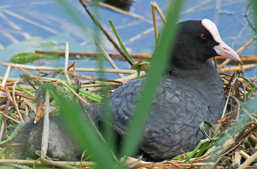 fulica2