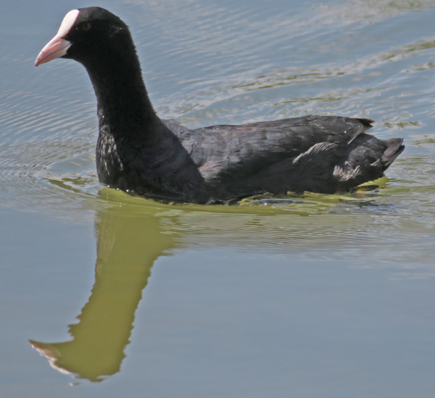 fulica3