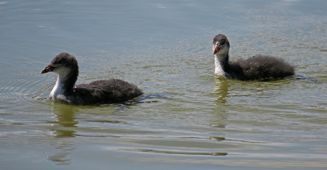 fulica4