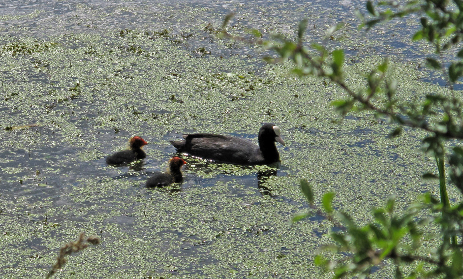 fulica5