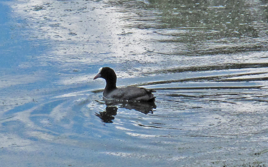 fulica6