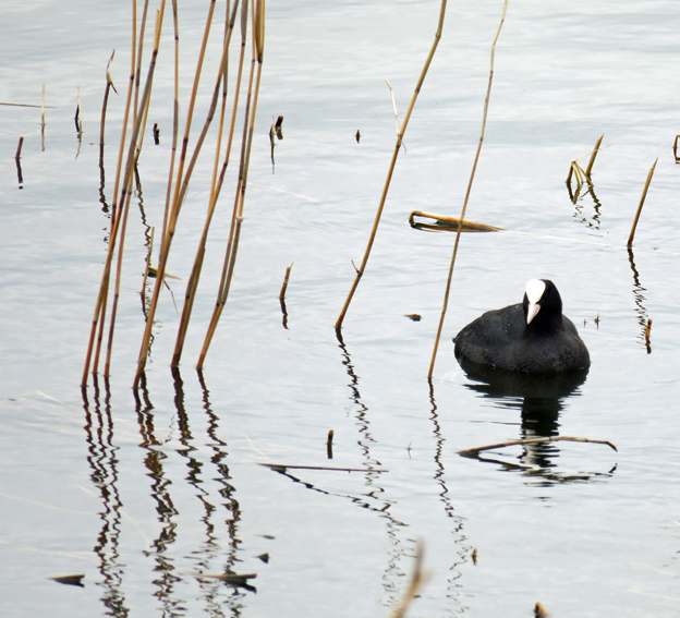 fulica6a
