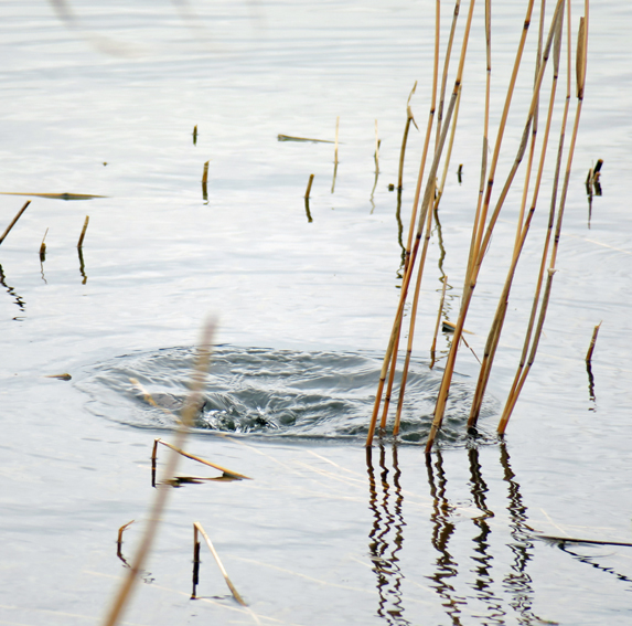 fulica6b