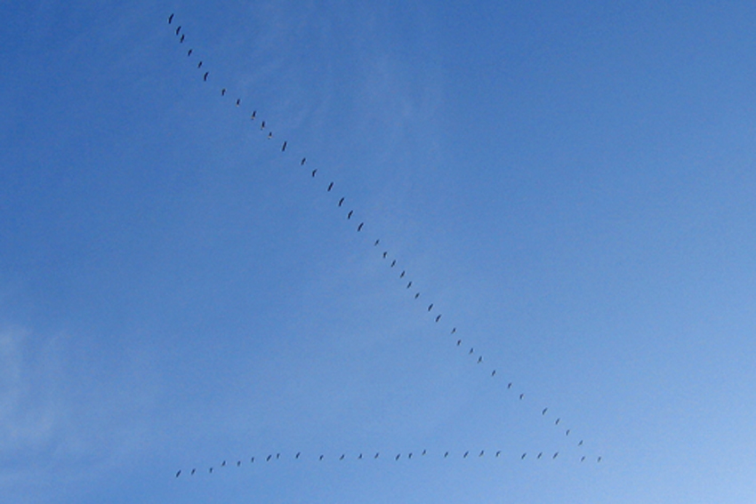 grus1