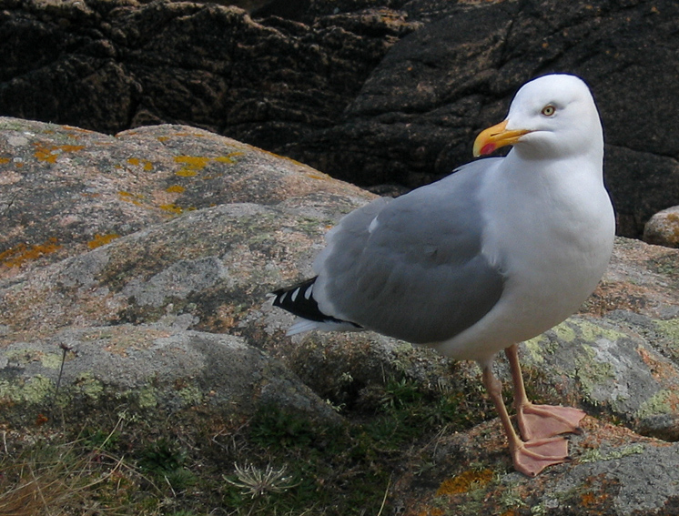 larus1