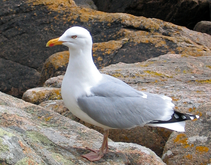 larus2