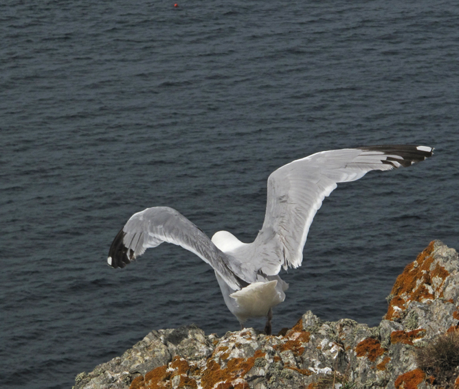 larus4