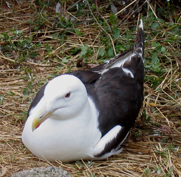 larus5