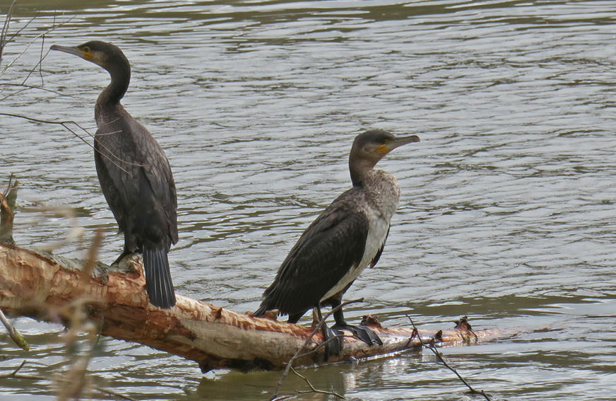 phalacrocorax2