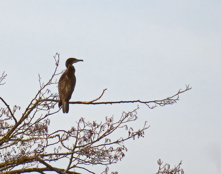 phalacrocoras4