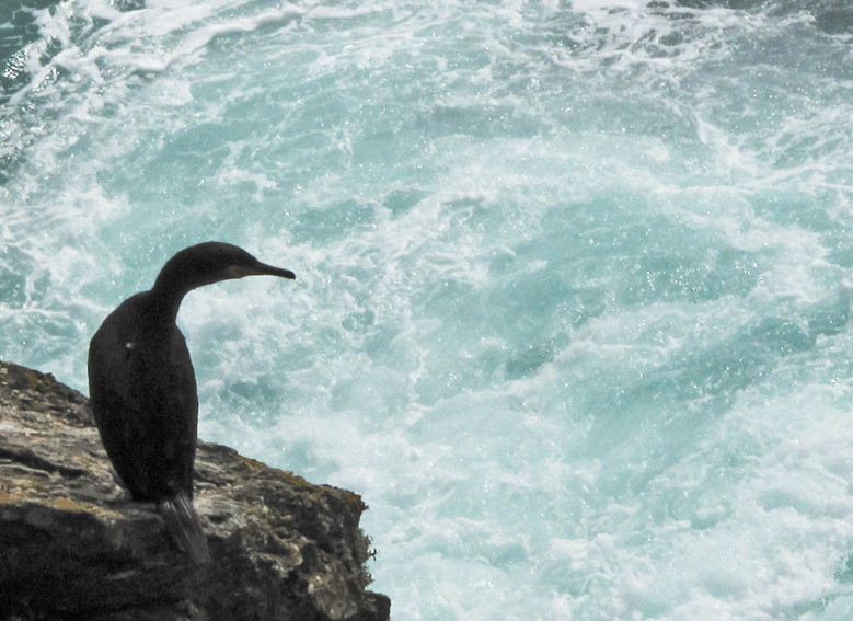 phalacrocorax1