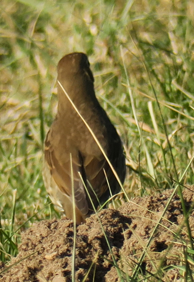 turdus2