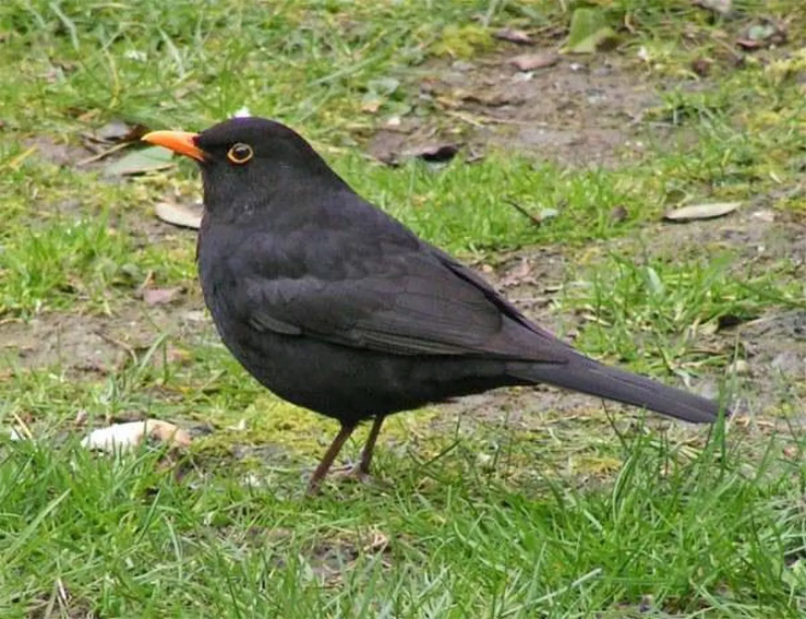 turdus1