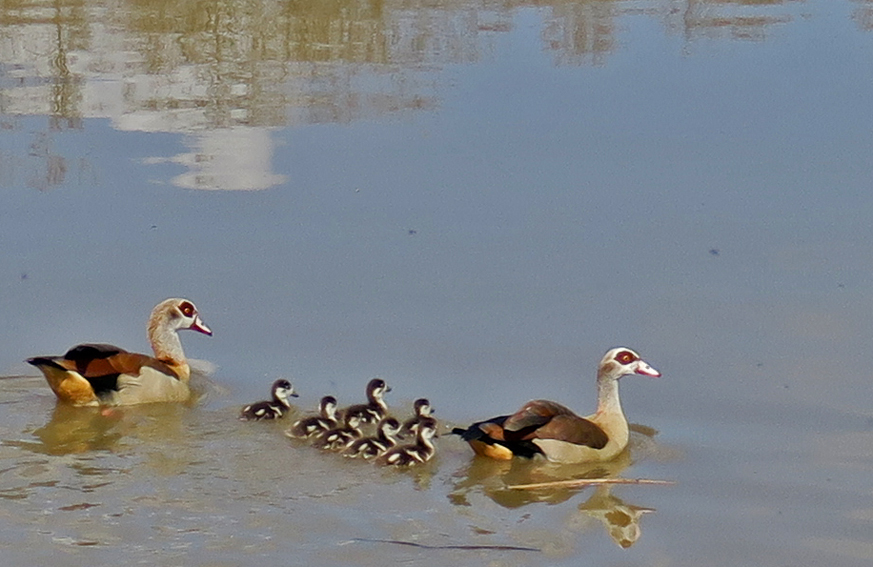 alopochen5