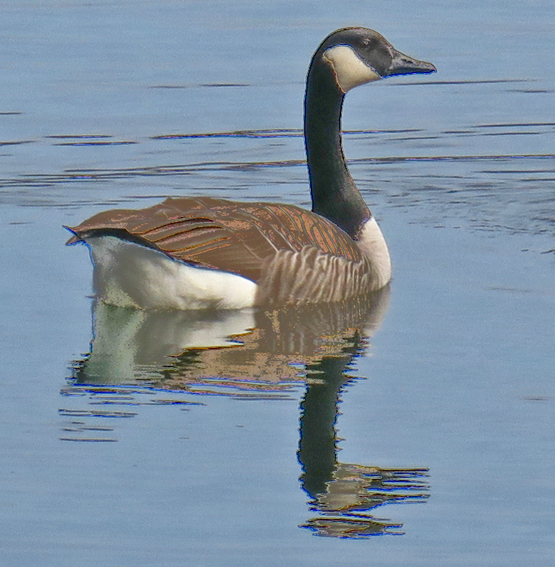 branta1