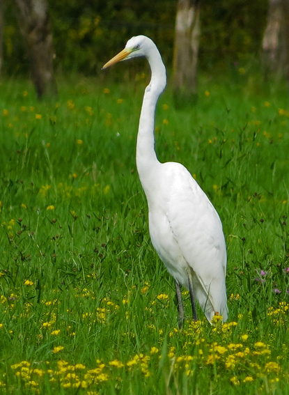 ardea2