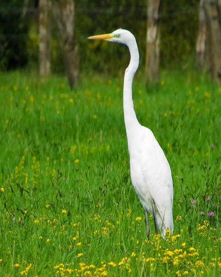 ardea3