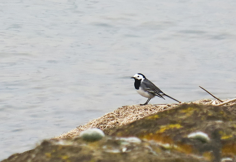 motacilla1
