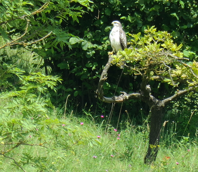 buteo1