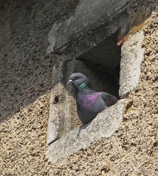 columba1