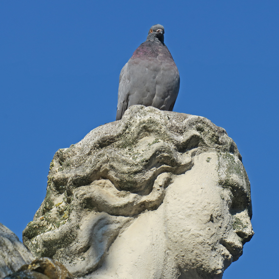 columba4