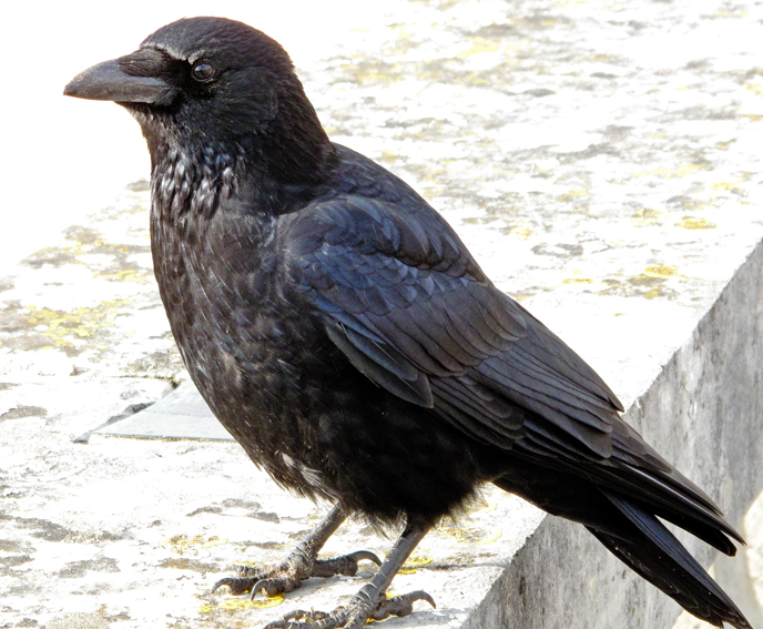 corvus1