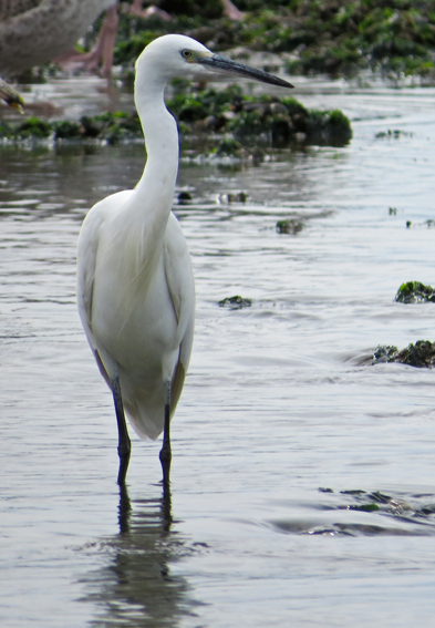 egretta1