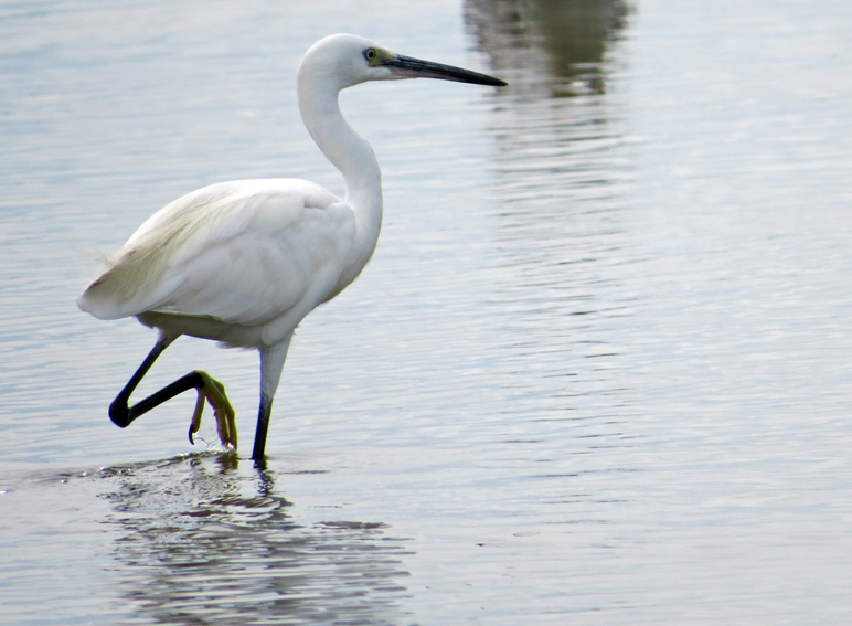 egretta3