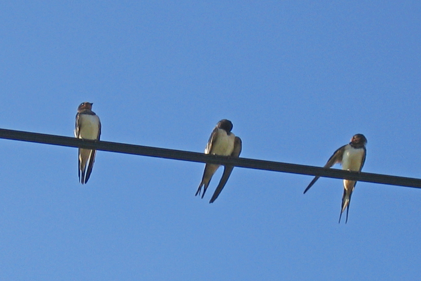 hirundo2