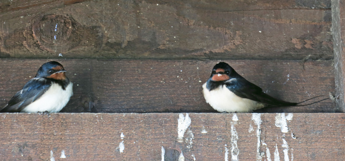 hirundo4