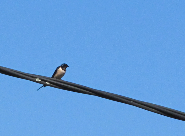 hirundo1