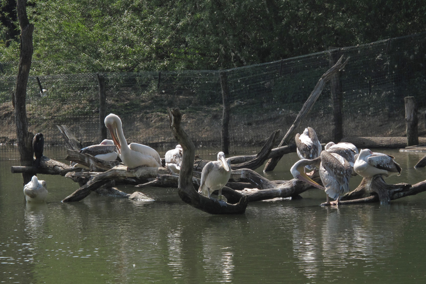 pelecanus3