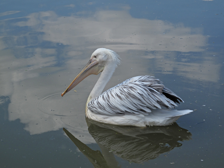 pelecanus1