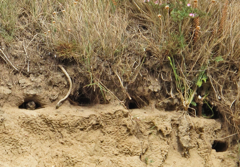 hirundo2