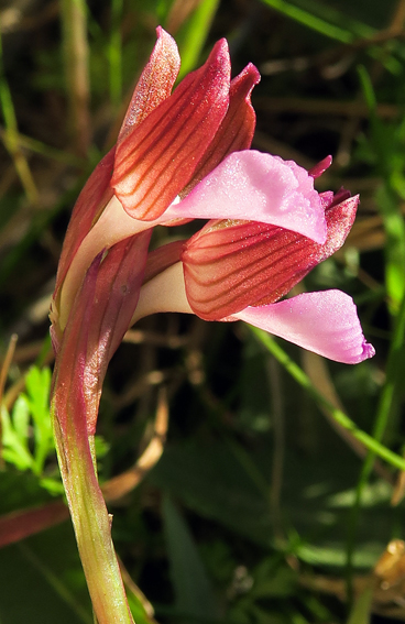 papilionacea7