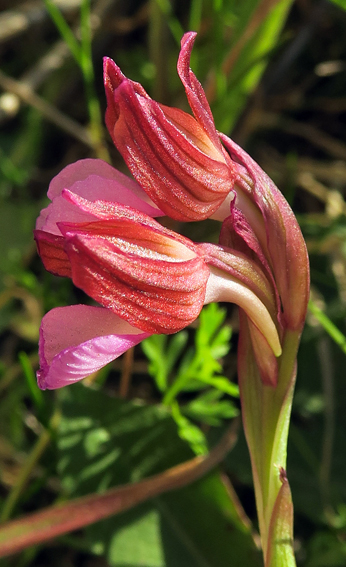 papilionacea8