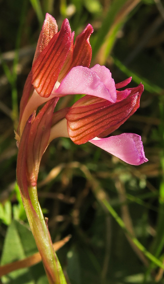 papilionacea10