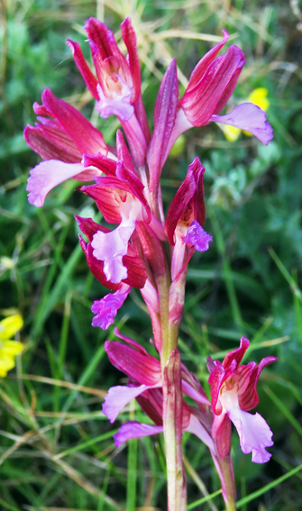 papilionacea1