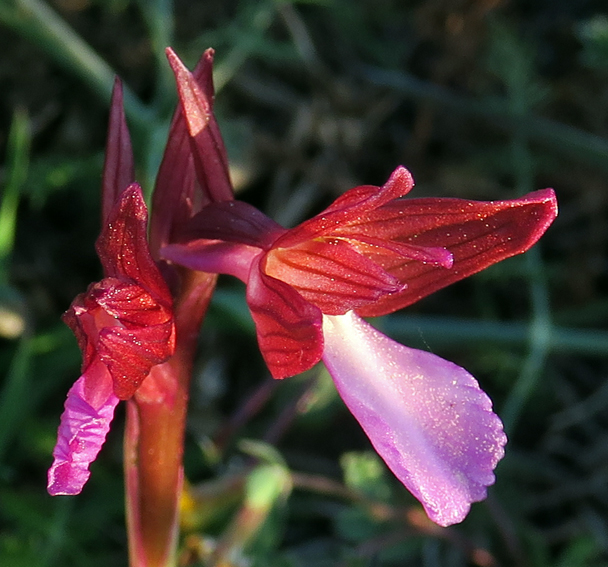 papilionacea11