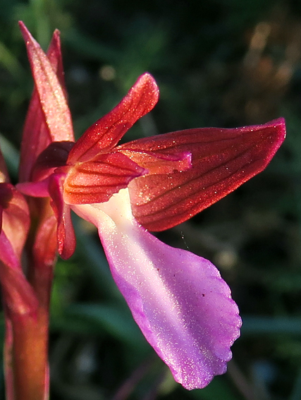 papilionacea1212