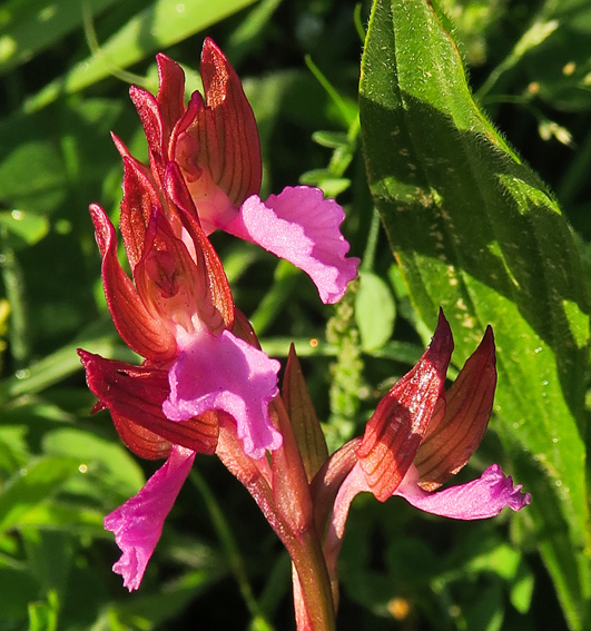 papilionacea4