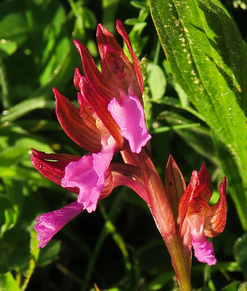 papilionacea5