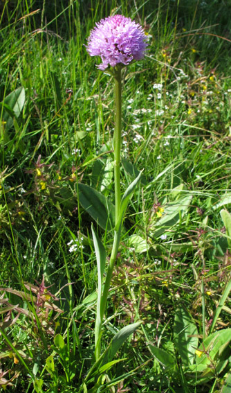 Traunsteinera1