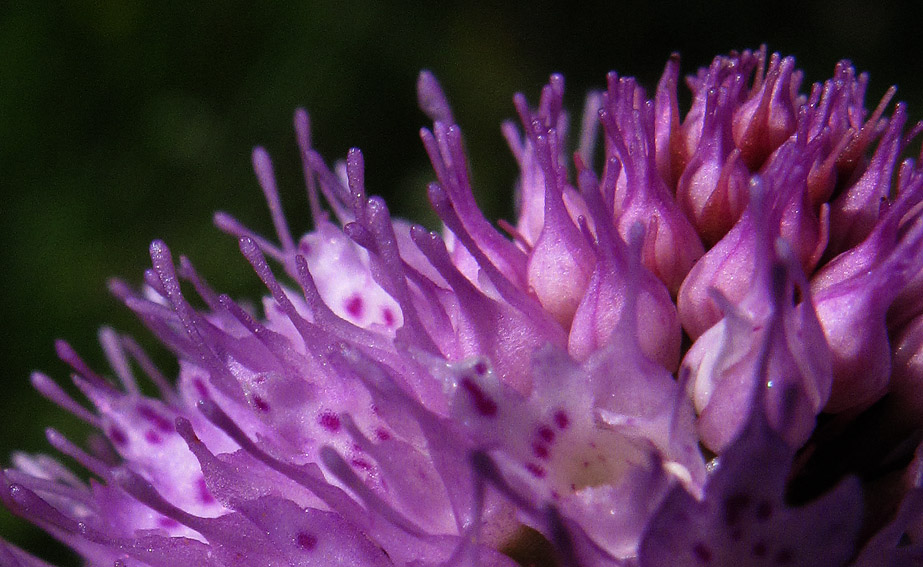 Trauncteinera6