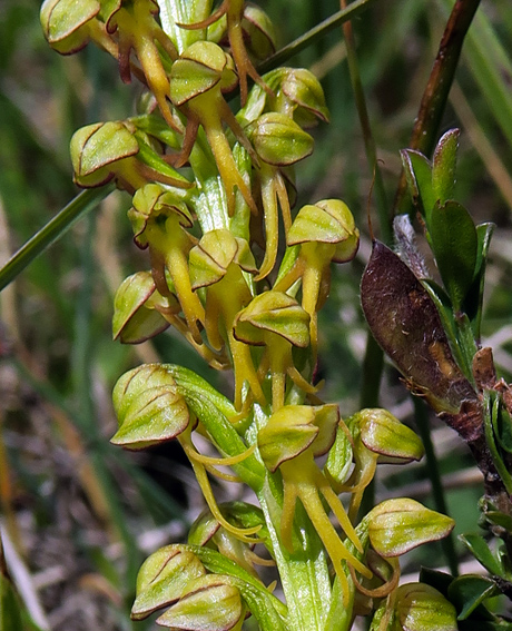 Anthropophora3